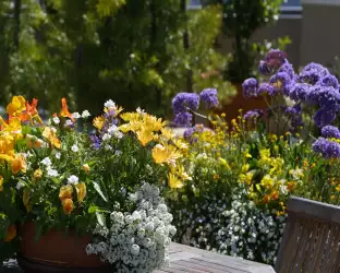 Flowers