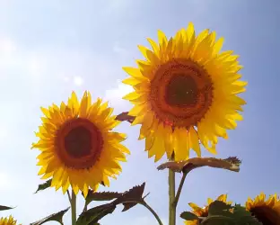 Sunflower