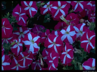 Butchart Flowers