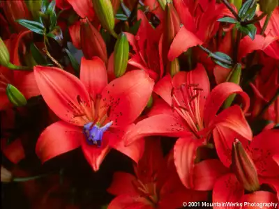 Flowers Redpurple