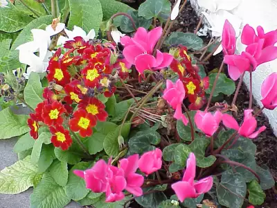 Flowers