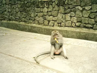 Monkey Eating Banana In Bali Indonesia