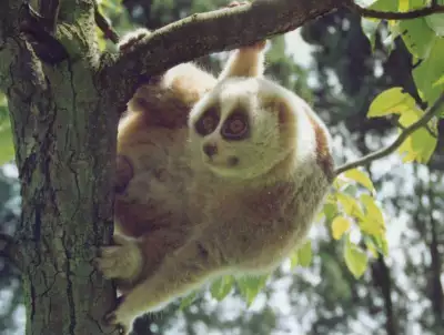 Monkey5