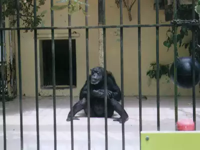 Ape