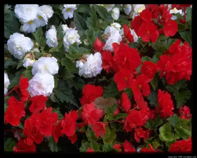 Visby Flowers