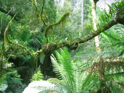 Tropical Forrest