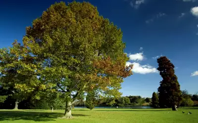 Forrest Tree