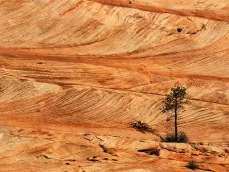 Single Tree On Sandstone Formation, Zion Nationa
