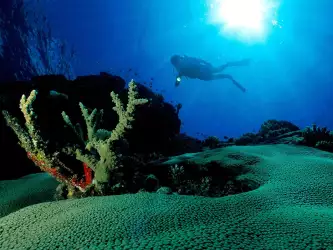 Underwater Wallpaper (24)