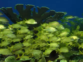 Underwater Nature