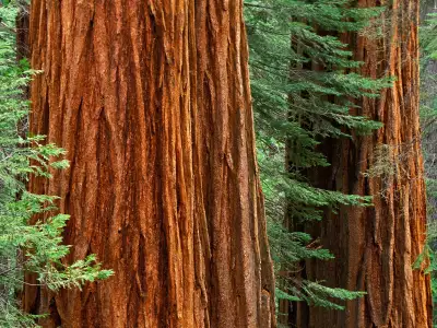 Giant Sequoia Trees, Mariposa Grove, Yosemite