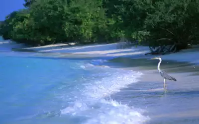 Maldives Paradise Island 15