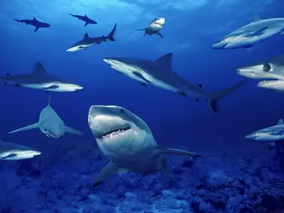 Underwater - Shark