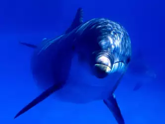 Aquatic Curiosity Bottlenose Dolphin