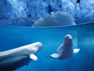 Belugas Underwater