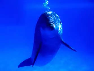 Bright Idea Bottlenose Dolphin
