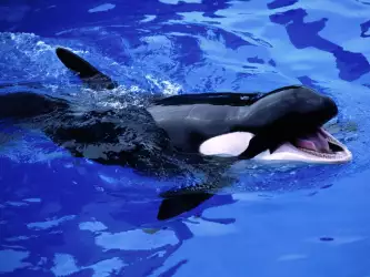 Feed Me! Killer Whale