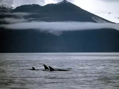 A Family Of Orca Whales