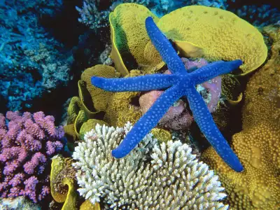 Blue Linckia Sea Star Great Barrier Reef Australia
