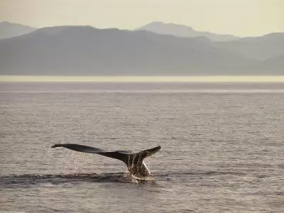 Humpback Whale Tail Alaska