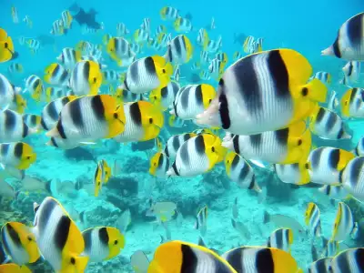 School Of Tropical Fish Tahiti
