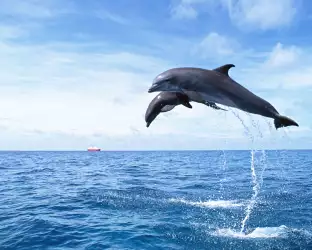 Dolphins