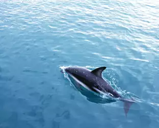 Dolphins