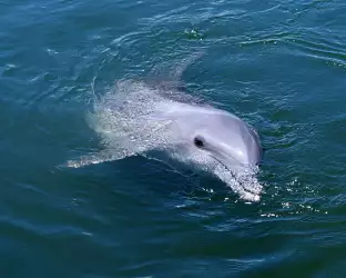 Dolphins