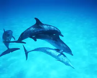 Dolphins