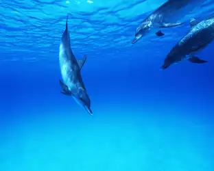 Dolphin 29