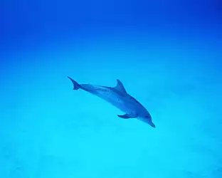 Dolphins