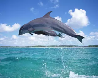 Dolphins