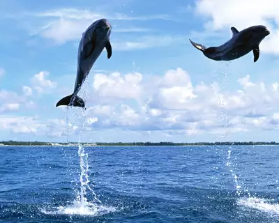 Dolphins