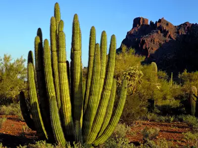 Organ Pipe Cactus Alamo Canyon Arizona