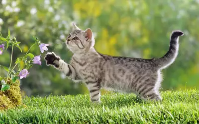 Cute cat is playing with flowers