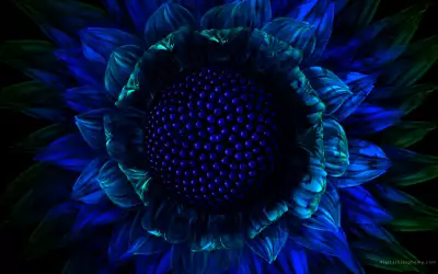 Blue Sunflower