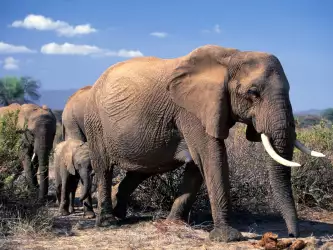 Elephant