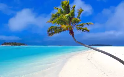 Sand Beach With Palm
