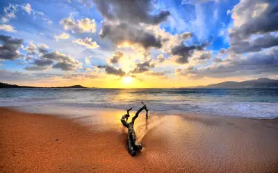 Branch On The Sand Beach