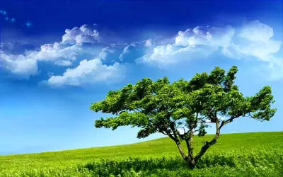 Tree On Meadow