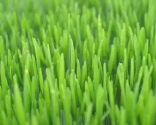 Grass