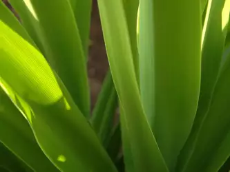 Closeup Grass Scene