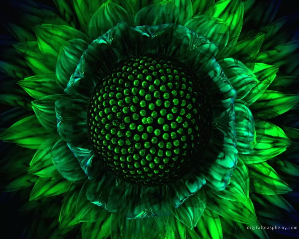 Green Sunflower Wallpaper