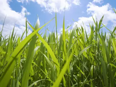 Grass