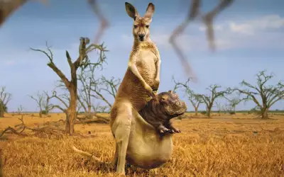 Kangaroo And Baby