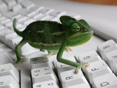 Lizard and Keyboard