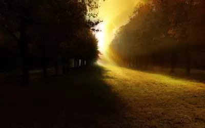 Sunset forest