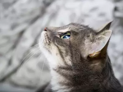 Tiger Cat