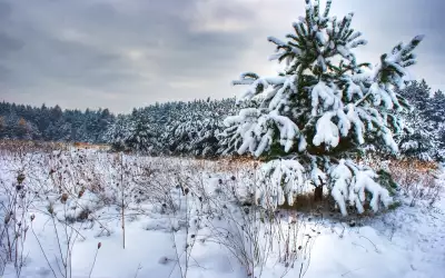 Winter Tree