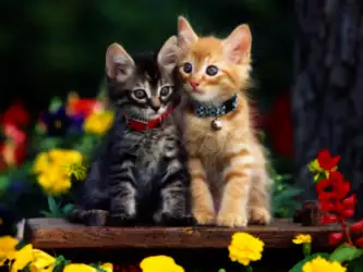 Gold and Gray Cat